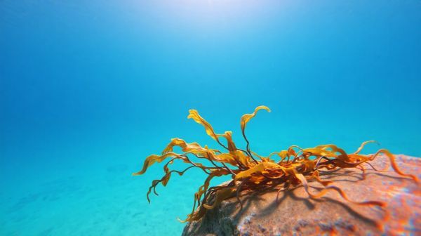 Top 5 bienfaits des algues marines en thalassothérapie