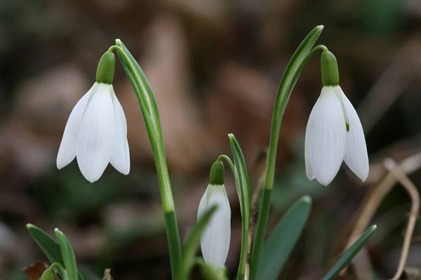 Quelle est la technique la plus efficace pour purifier l'eau de rivière dans les Alpes suisses?